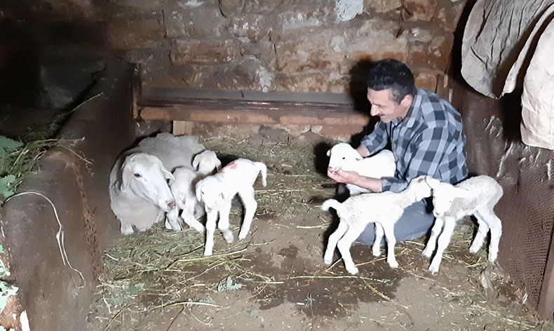 Bolu’da bir koyun seferde beşiz doğurdu
