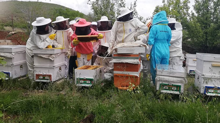 Erzincan’da kadınlar arı sütü üretecek
