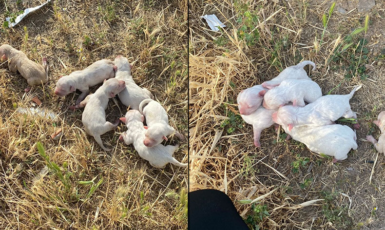 Çöp konteynerine atılan çuvaldan köpek yavruları çıktı