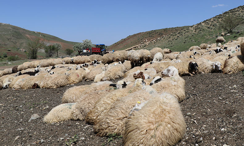 Hayvanların sağlığı için dağları aşıyorlar