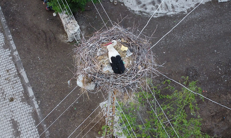 Dronu gören leylek yumurtalarını saklamaya çalıştı