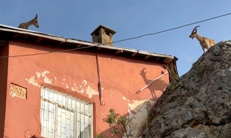 Dağ keçileri artık evlerin çatısına çıkmaya başladı