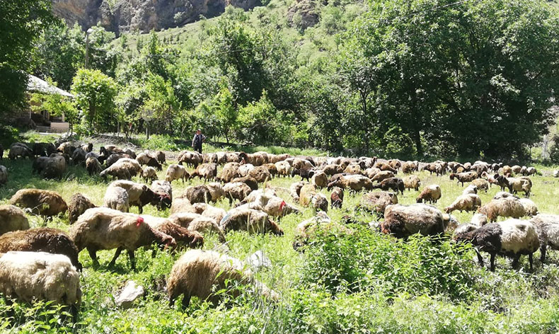 Hakkari’de tır devrildi, onlarca koyun telef oldu