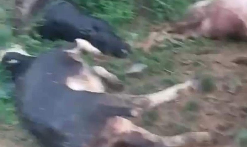 Yıldırımın düştüğü Çelikhan’da 5 hayvan telef oldu