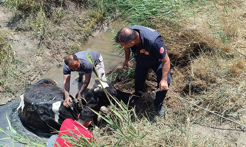Sulama kanalında düşen ineği itfaiye kurtardı