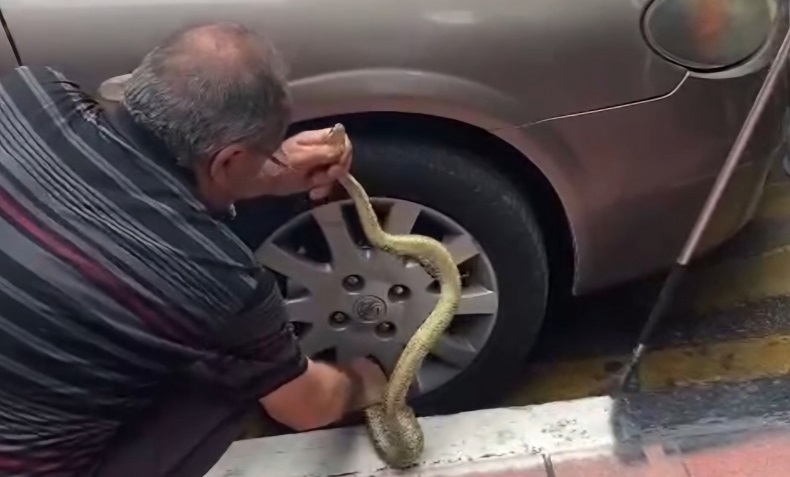 Arabadaki yılanı korkusuzca çıkardı
