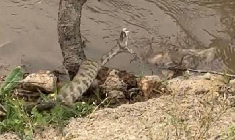 Elazığ’da engerek yılanı görüldü