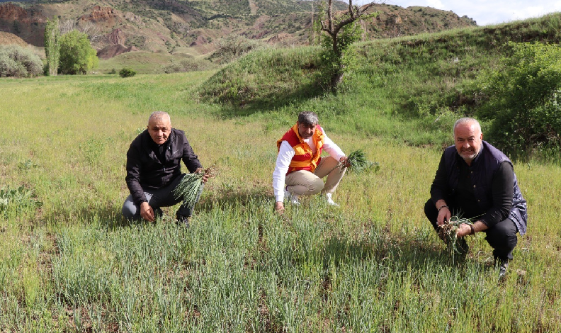Erzurum’un dağlarında yemlik bereketi