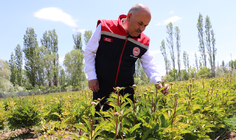 Sivas’ta Şakayık çiçeği hasadı başladı