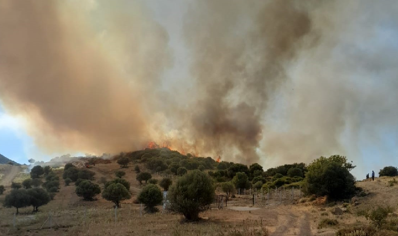 İzmir Foça’da korkutan yangın