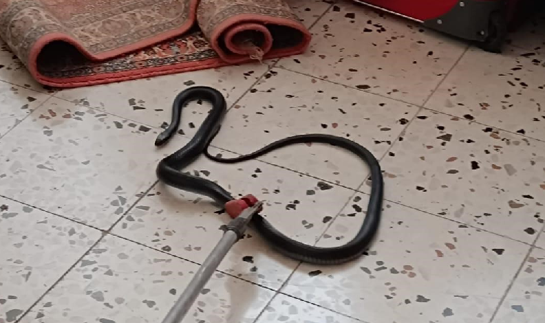 Hatay’da eve giren yılan korkuttu