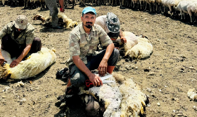 Yeni nesil koyun kırkma biçimi