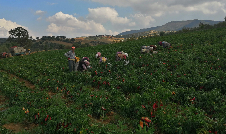 Erzincan’da kapya biber yaygınlaşıyor