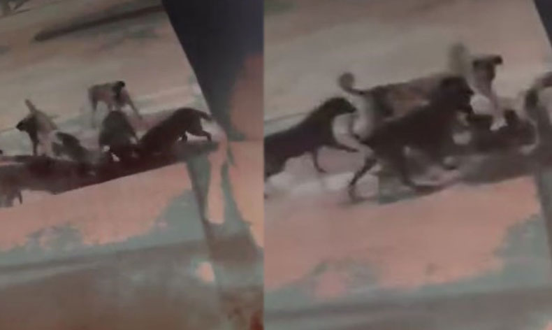 Başıboş sokak köpekleri kediyi böyle parçaladı