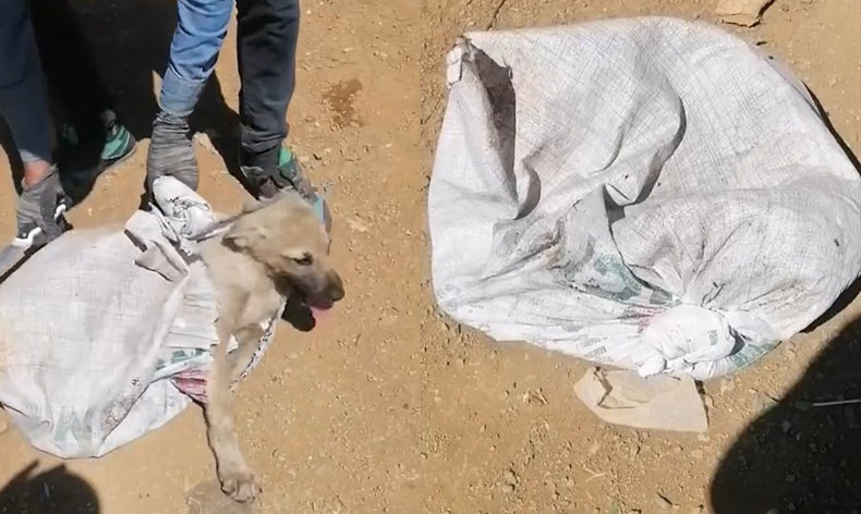 Çuvala konulan köpek ölüme terk edildi