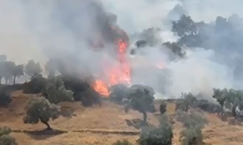 Çine’de zeytinlik alanda yangın çıktı
