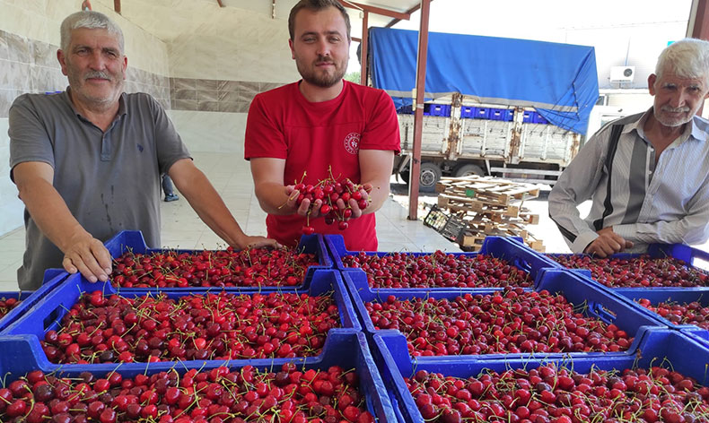 Selendili kiraz üreticileri umduğunu bulamadı