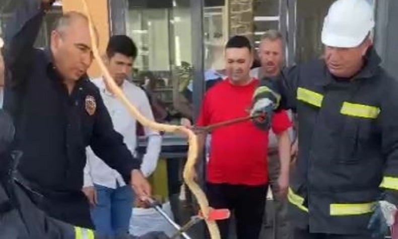 Karapınar’da park halindeki otomobilin altından yılan çıktı