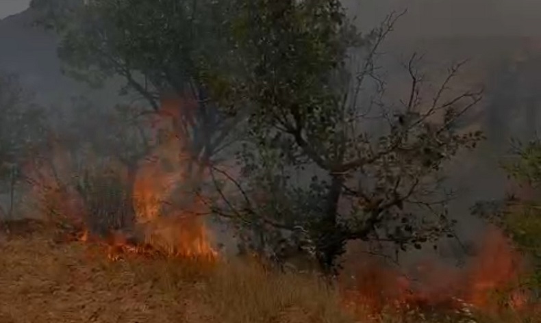 Mardin’de ağaçlık alanda çıkan yangın söndürüldü