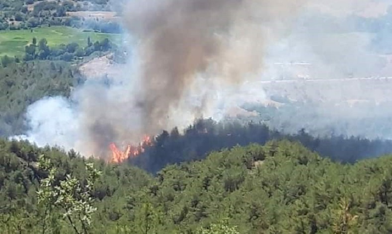 Sinop’ta orman yangını