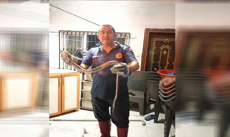 Eve giren yılanı itfaiye ekipleri yakaladı