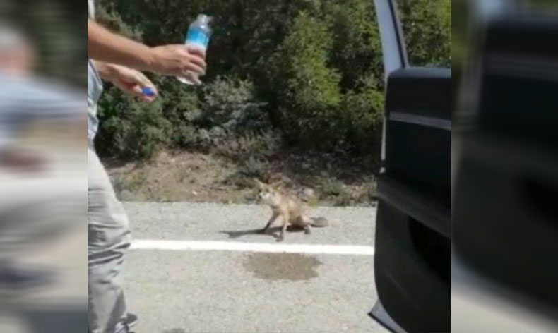 Osmaniye’de susayan tilki yol kesti