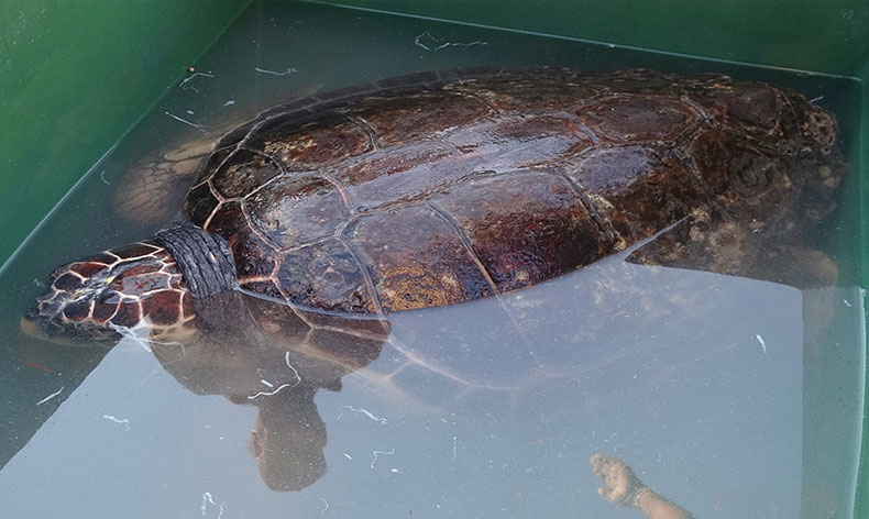 50 yaşındaki Caretta Caretta denizle buluştu