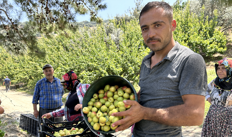 Kavurucu sıcakta zorlu hasat