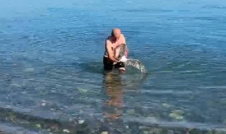 Balık avına martı yakalandı