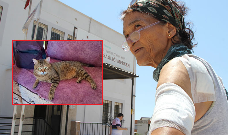 Besledikleri kedinin saldırısına uğrayan kadınlar hastanelik oldu