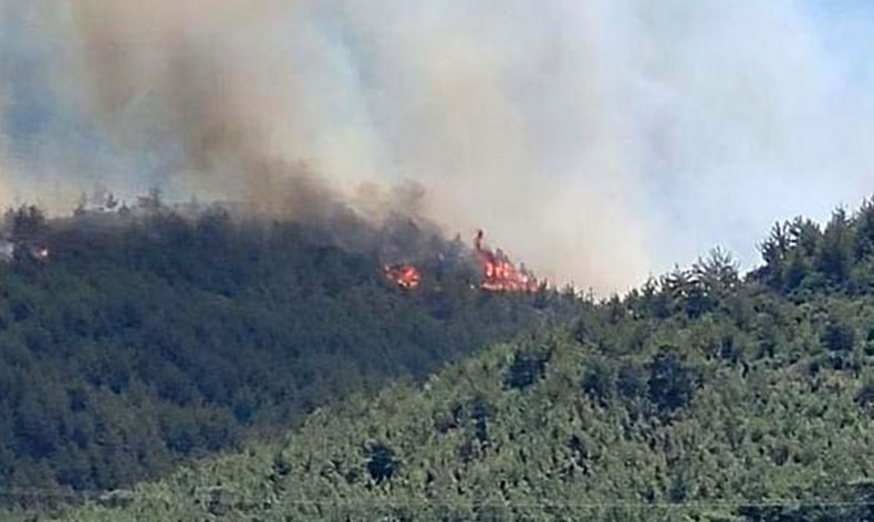 Hatay’da orman yangını