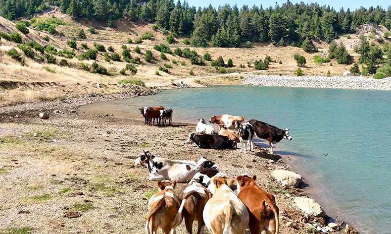 Sıcaktan bunalan inekler gölette serinledi