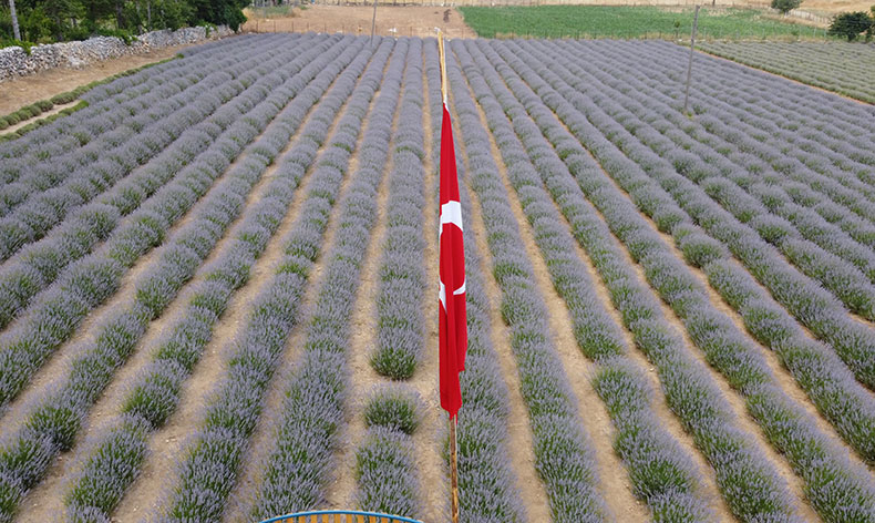 Fekeli lavanta üreticileri sahte ürünlere karşı tüketiciyi uyardı