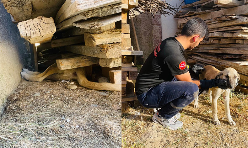 Tahtaların altına sıkışan yavru köpeği itfaiye ekipleri kurtardı