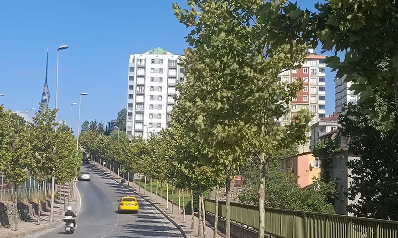 İklim krizine karşı 40 bin ağaç toprakla buluştu
