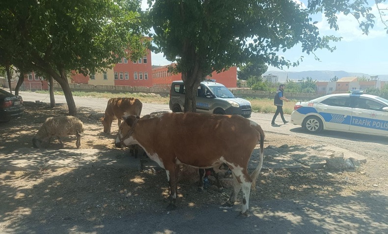 Batman’da başıboş hayvanların sahiplerine ceza kesildi