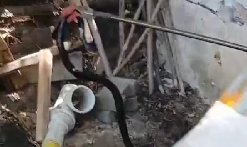 Malatya’da yılan paniği