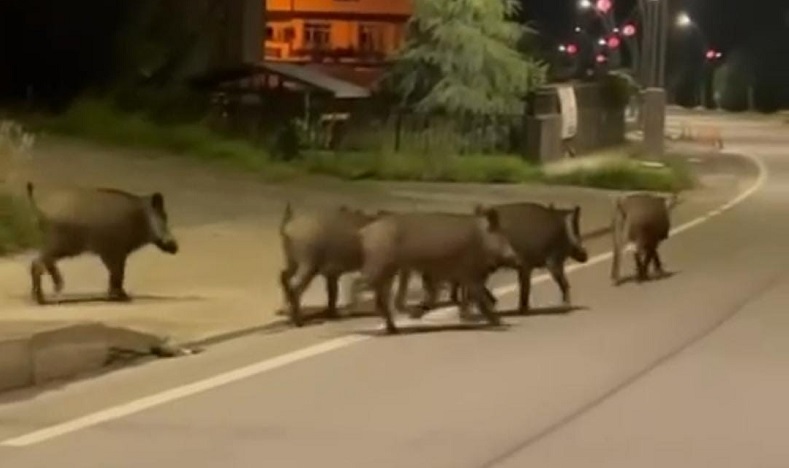 Aç kalan domuzlar ilçe merkezine indi