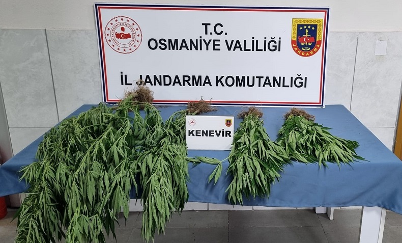 Jandarmadan uyuşturucu operasyonu: 10 gözaltı