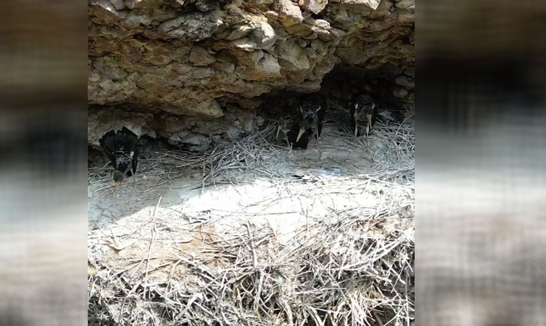 Kara leylekler Bingöl’de drone ile görüntülendi