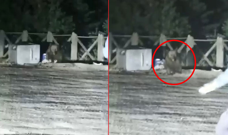 Uludağ’da aç kalan ayının saldırısından son anda kurtuldular