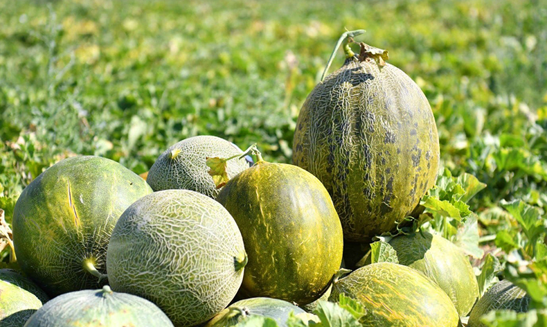 Kavun, karpuz hasadında yöresel coşku