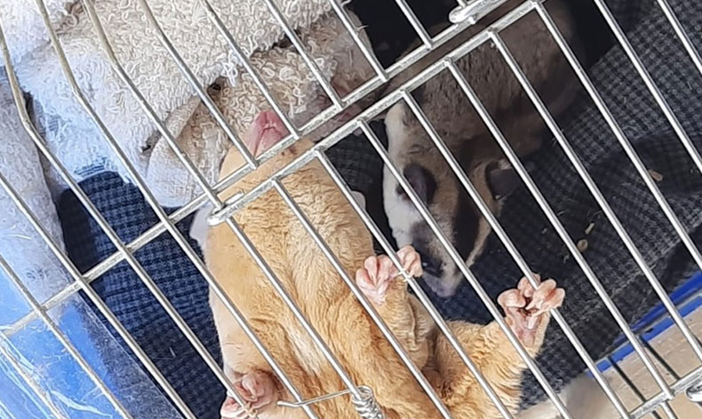 Sınır kapısında kanguru ve geyiğin de olduğu 42 cins hayvan ele geçirildi