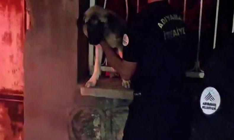 Korkuluklara sıkışan köpek kurtarıldı