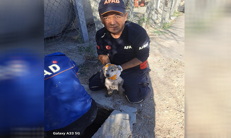 Yavru köpek 4 metrelik çukurdan çıkarıldı