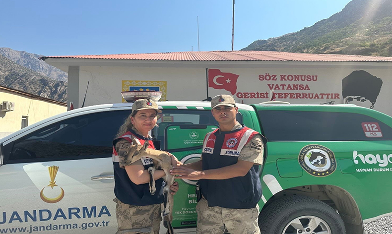 Yavru dağ keçisi jandarma ekipleri tarafından kurtarıldı