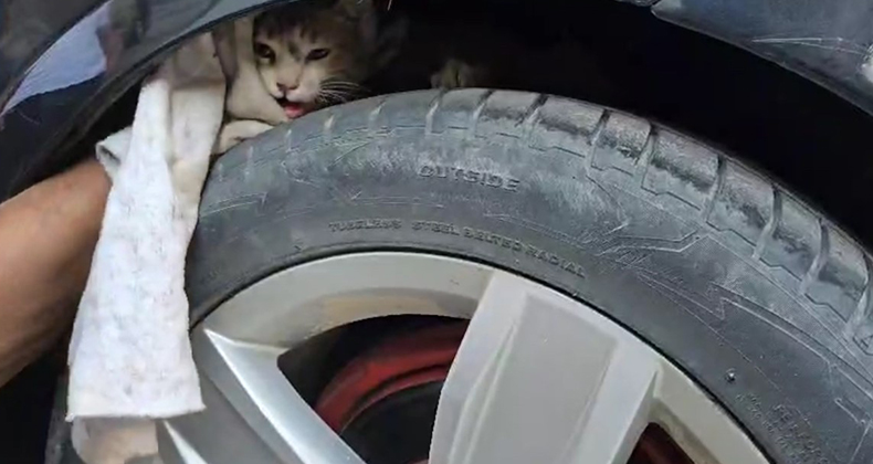Aracın altına sıkışan kedi sanayide çıkarıldı