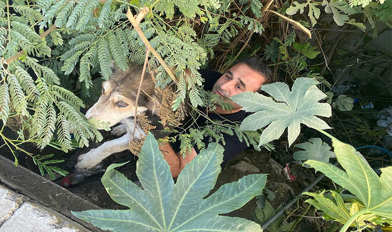 Dere yatağında mahsur kalan köpeği itfaiye kurtardı