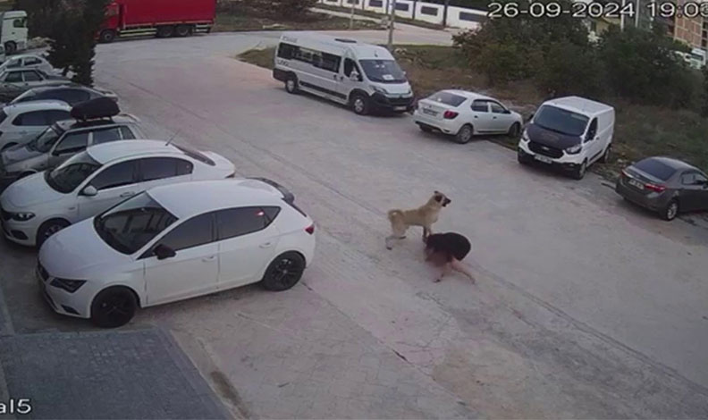 Köpeğini başıboş köpeklerden korumak için kendini siper etti