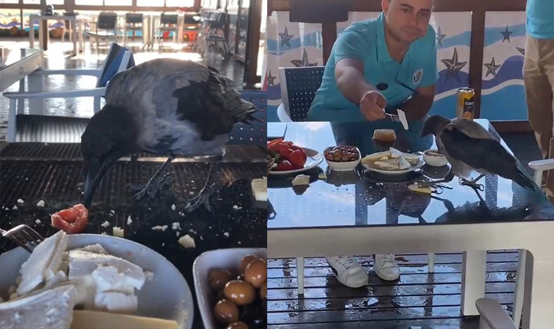 Antalya’da karga kahvaltıya eşlik etti